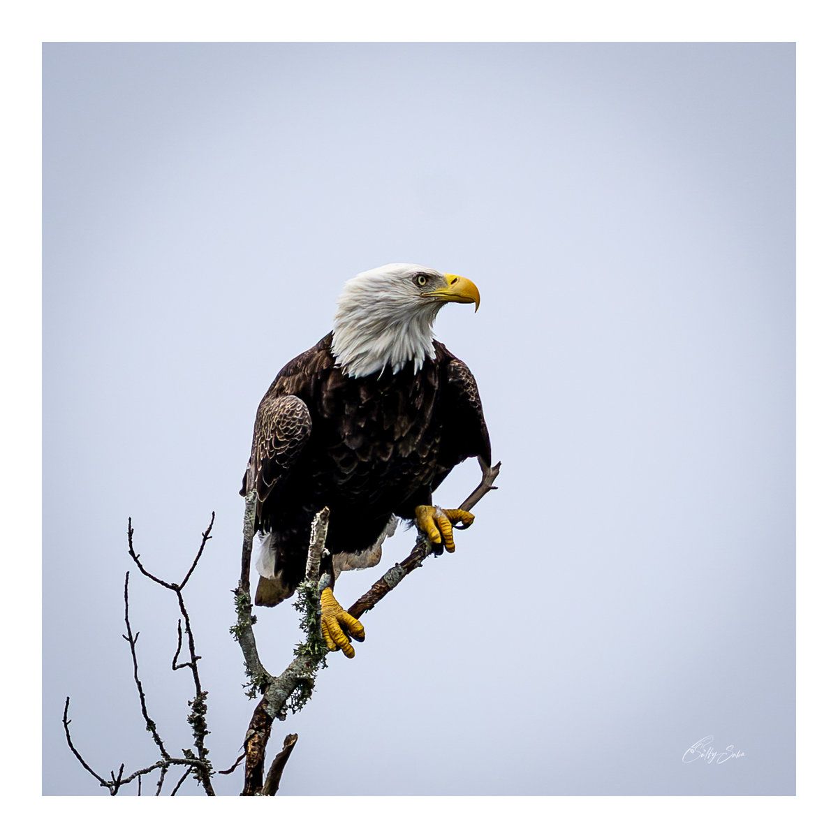 SS-045 — Eagle in the Branches