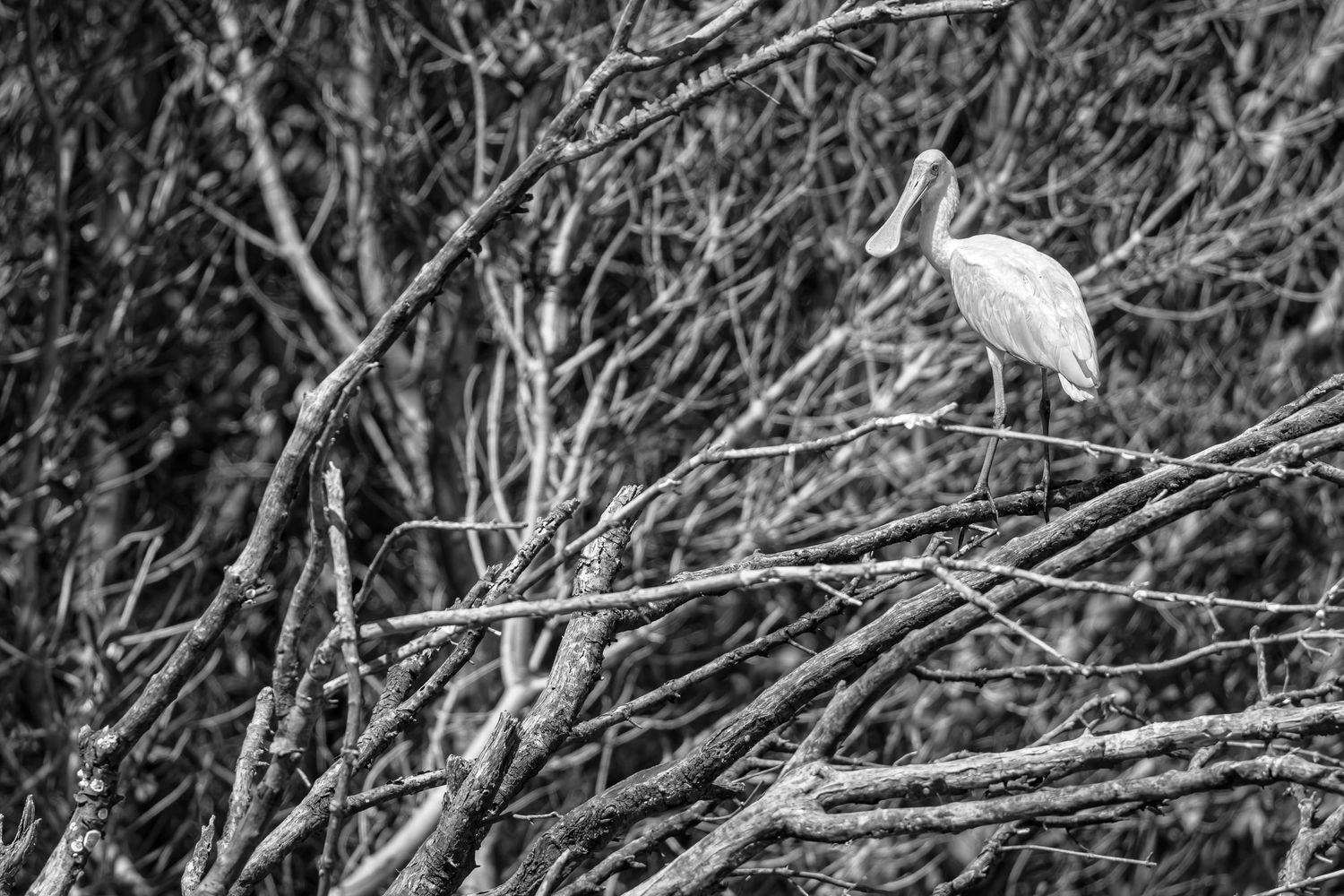A pale spoonbill stands among a dense lattice of mangrove branches in black and white.