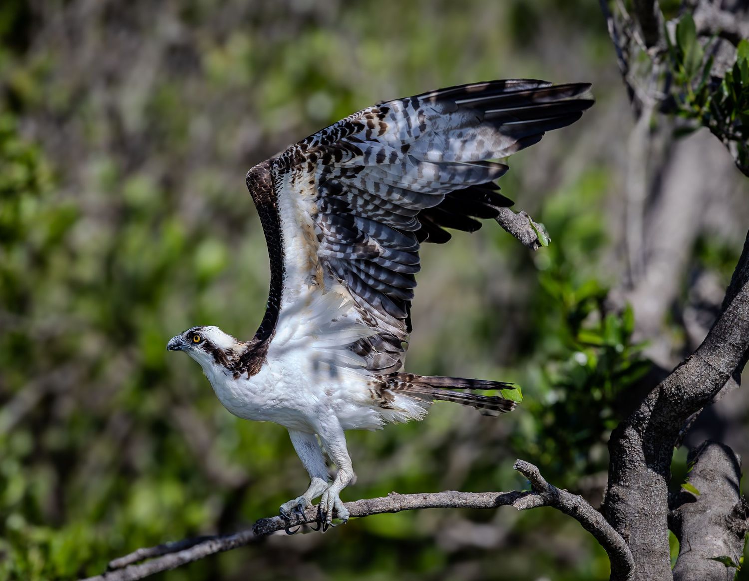 An osprey raises its patterned wings while launching from a mangrove branch.