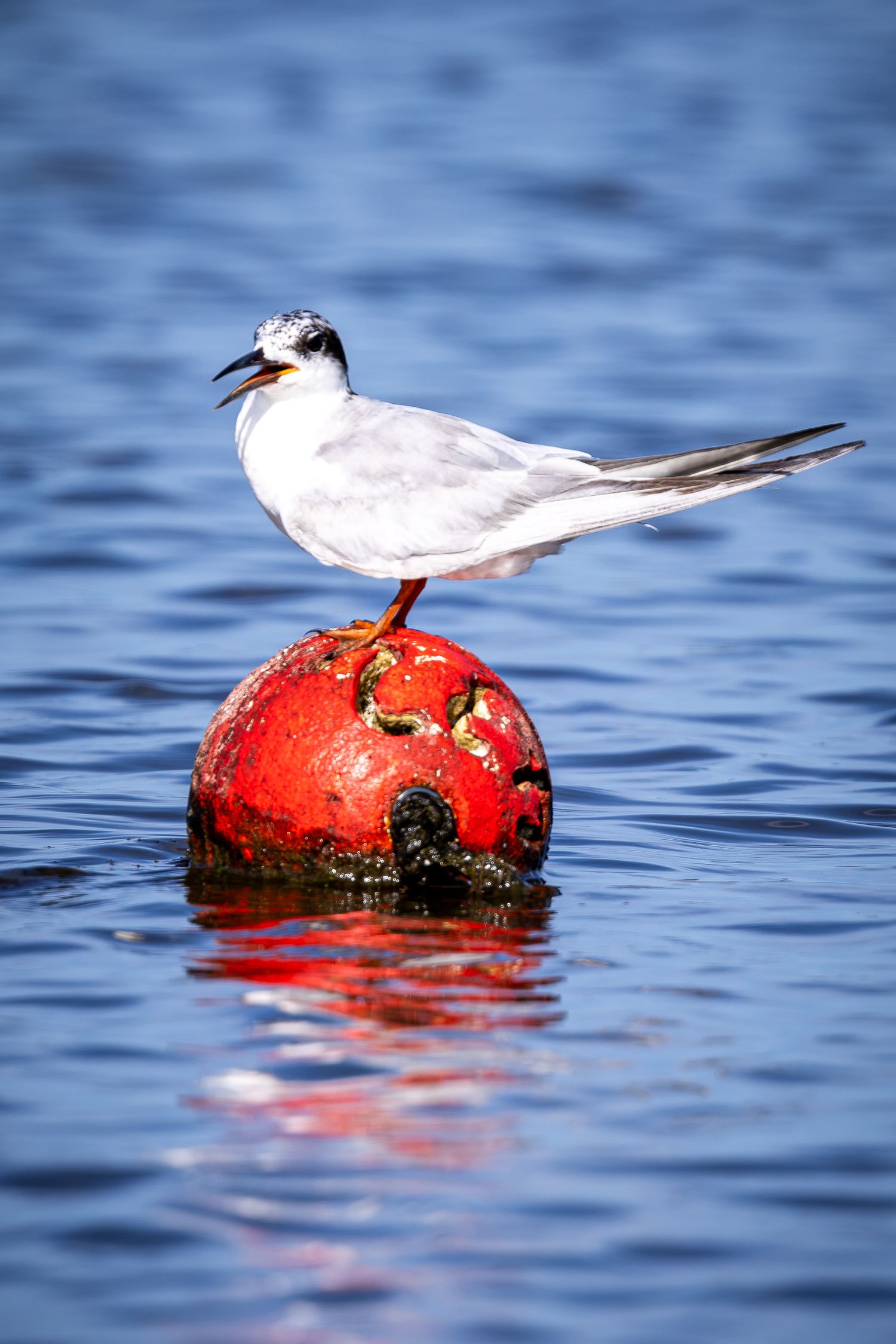 A white tern calls from the top of a weathered red buoy on calm blue water.