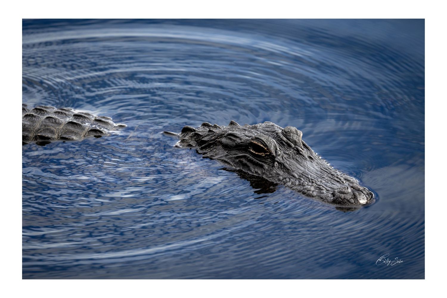 SS-033 — Alligator in Blue Water