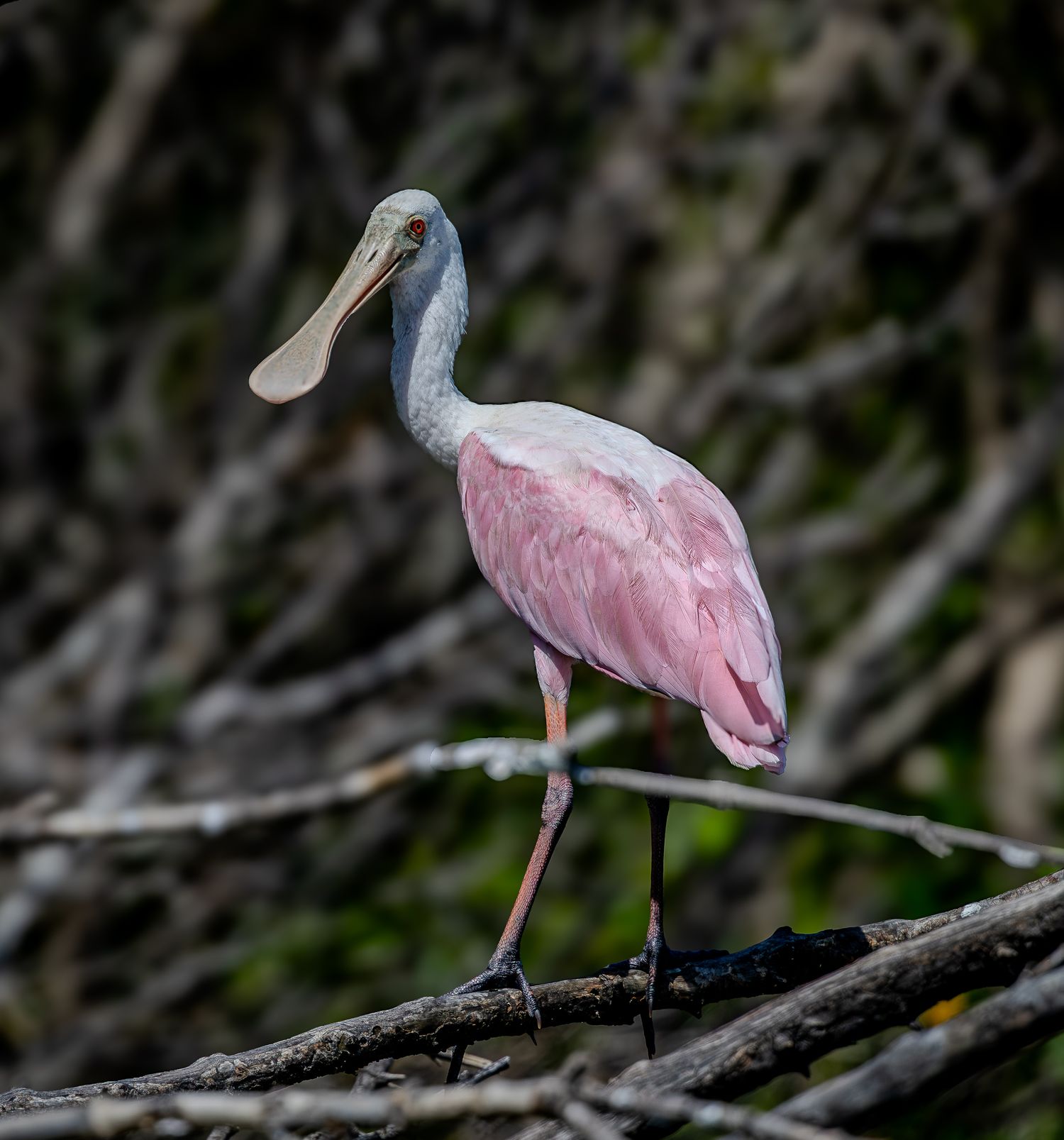 A roseate spoonbill stands upright on a mangrove branch against a dark leafy background.