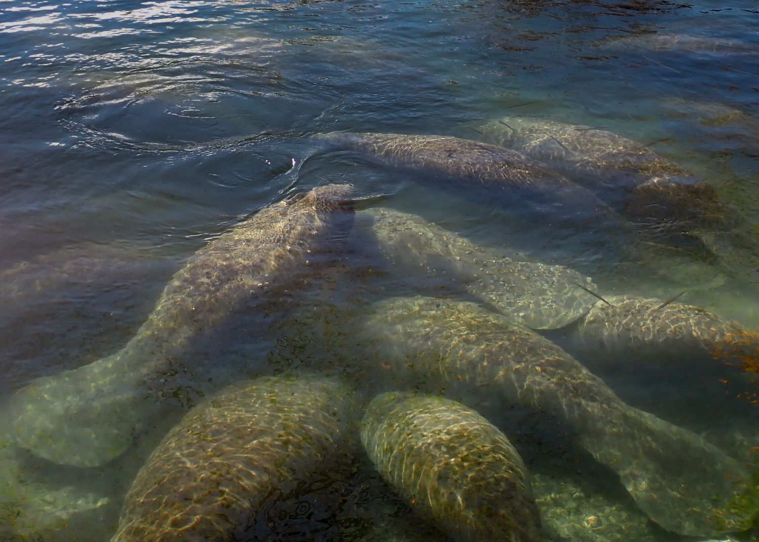 A group of manatees gathers in shallow water, viewed from above.