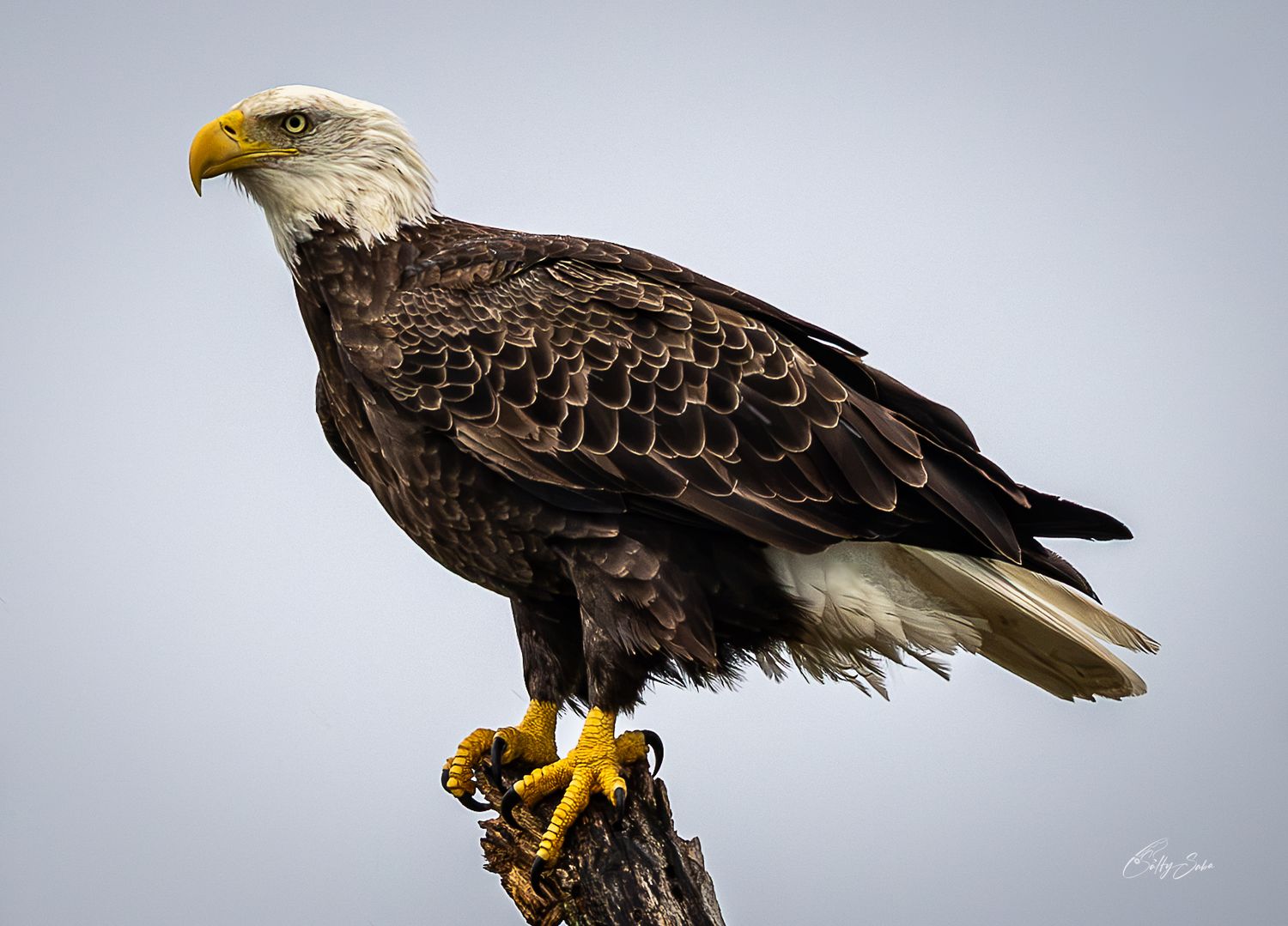 A bald eagle perches on a weathered branch against a pale gray sky.