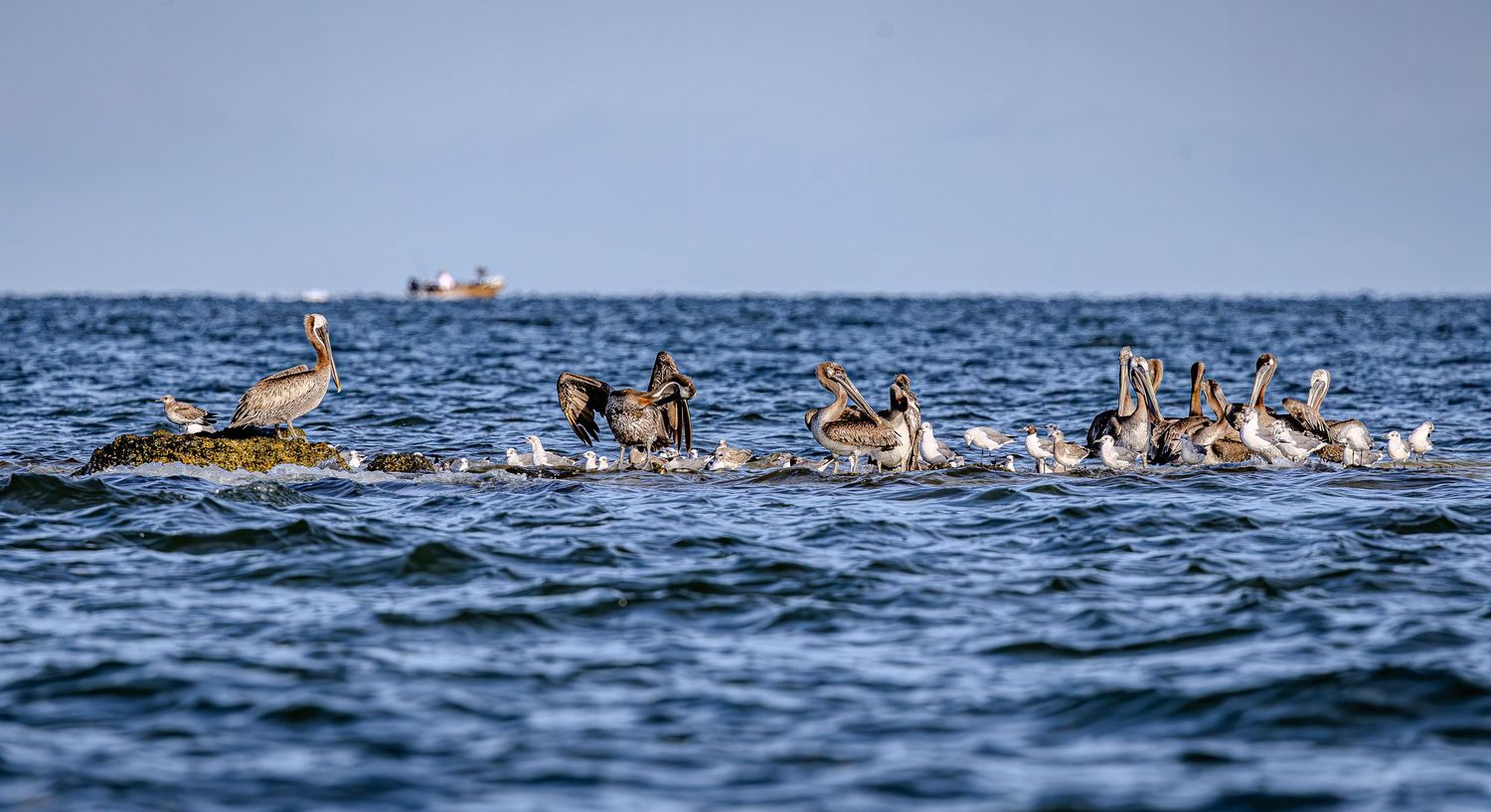 Brown pelicans and smaller seabirds crowd a low offshore reef above choppy blue water.