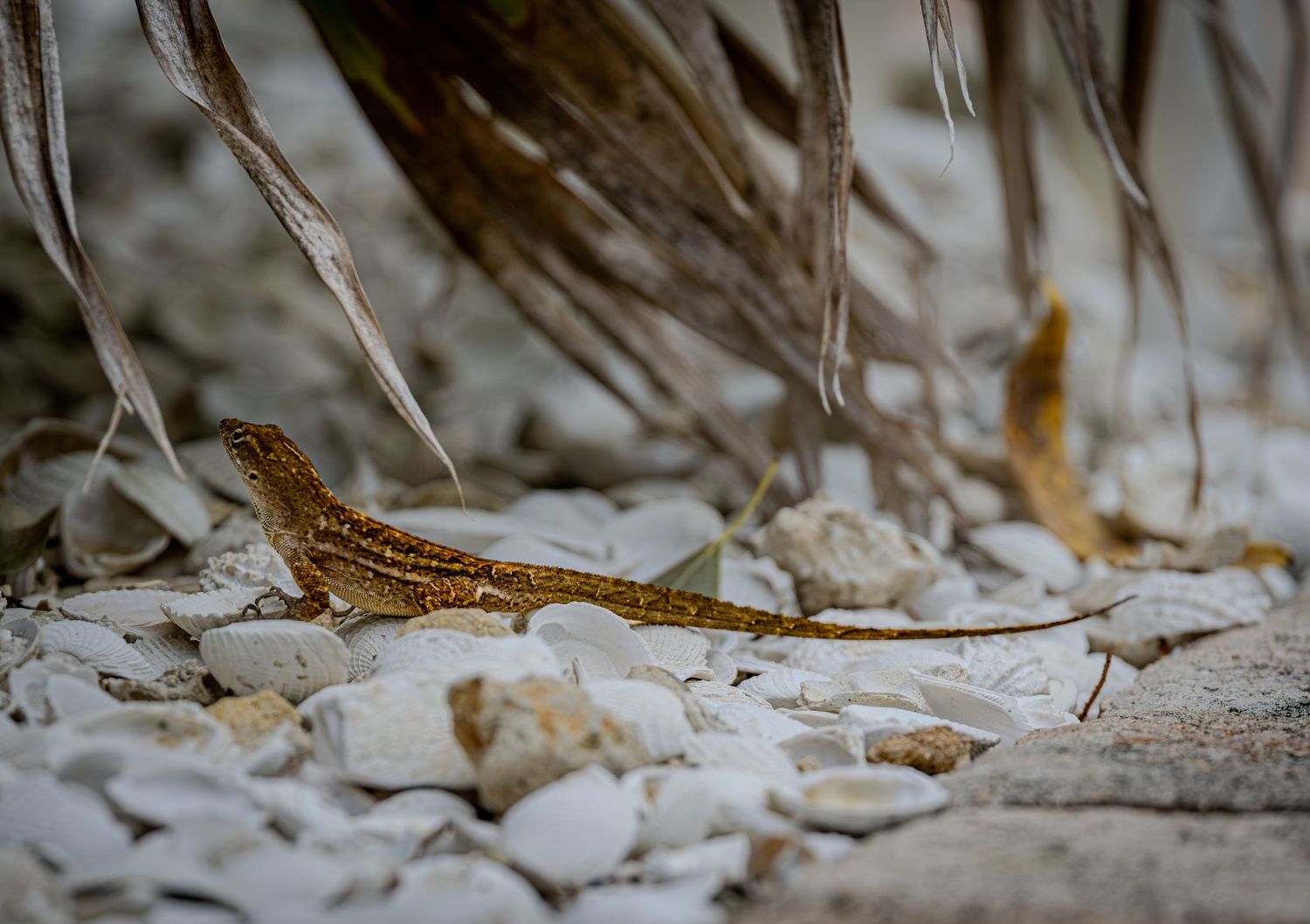 Anole Shells
Brown anole standing among pale shells and tangled mangrove roots.