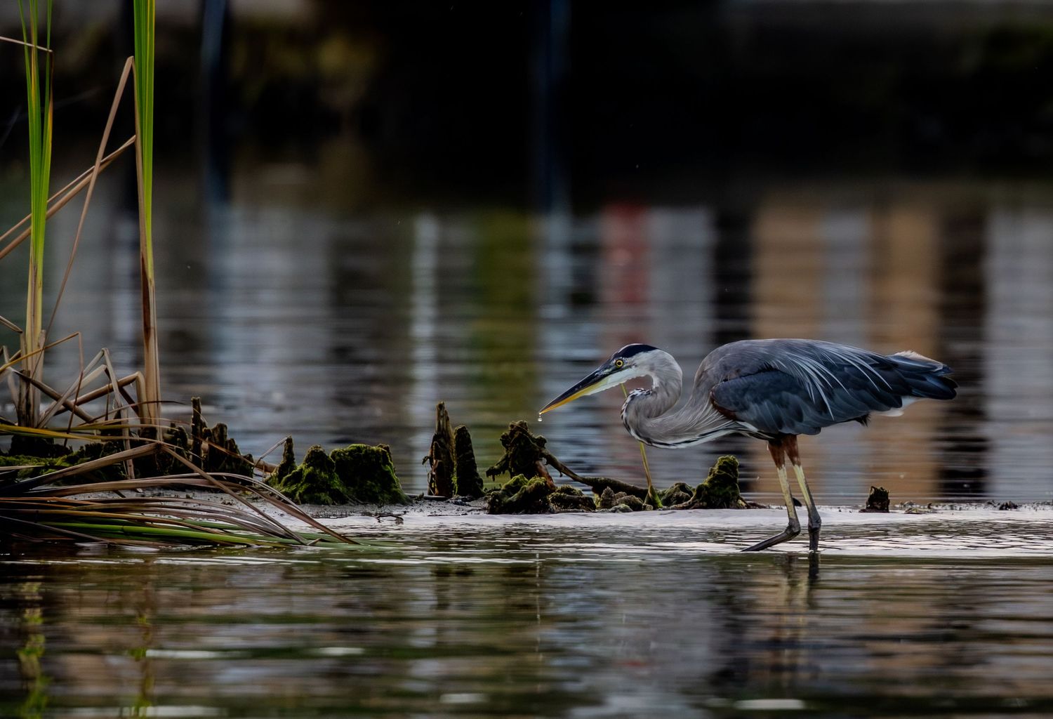 Great blue heron hunting in shallow water beside reeds along Kings Bay.