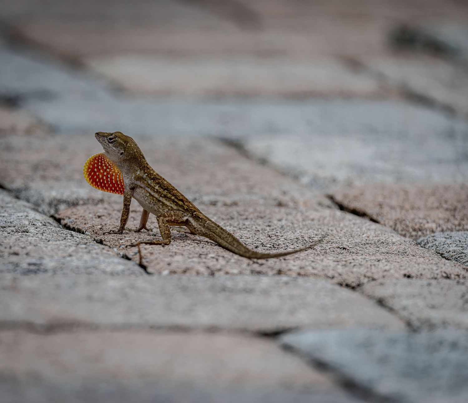 Anole Display