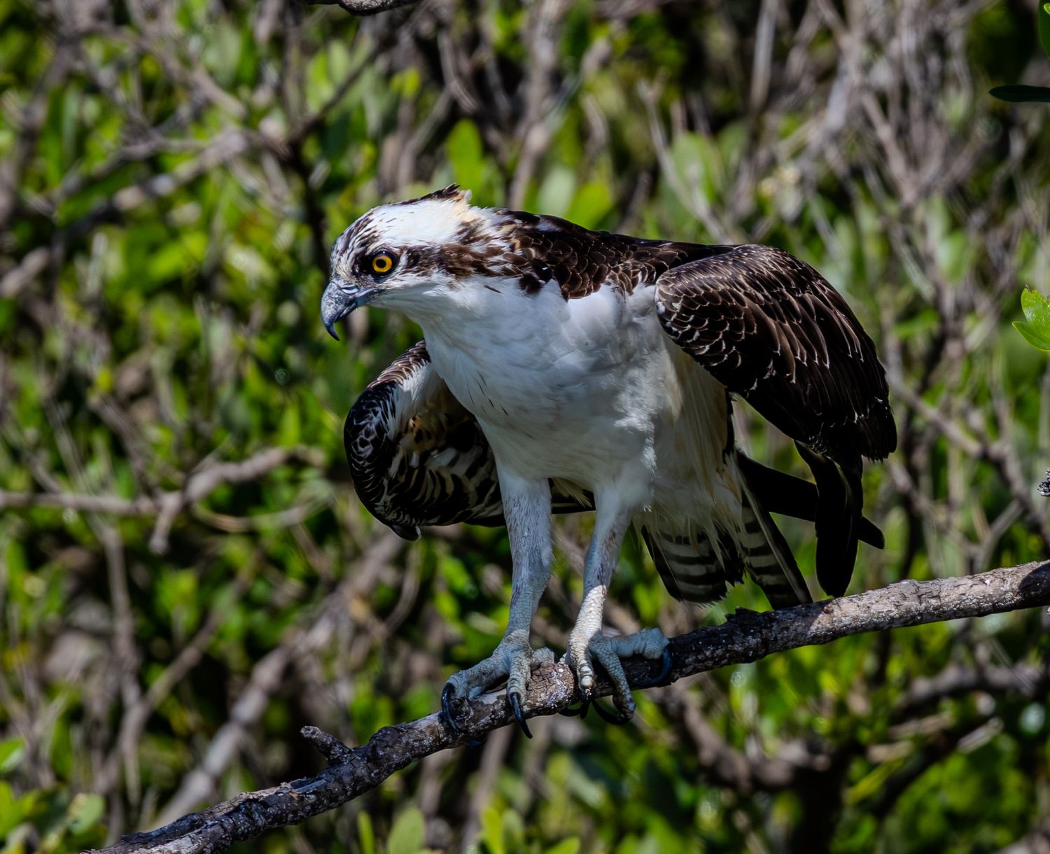 An osprey crouching on a branch with its wings partly open against green foliage.
