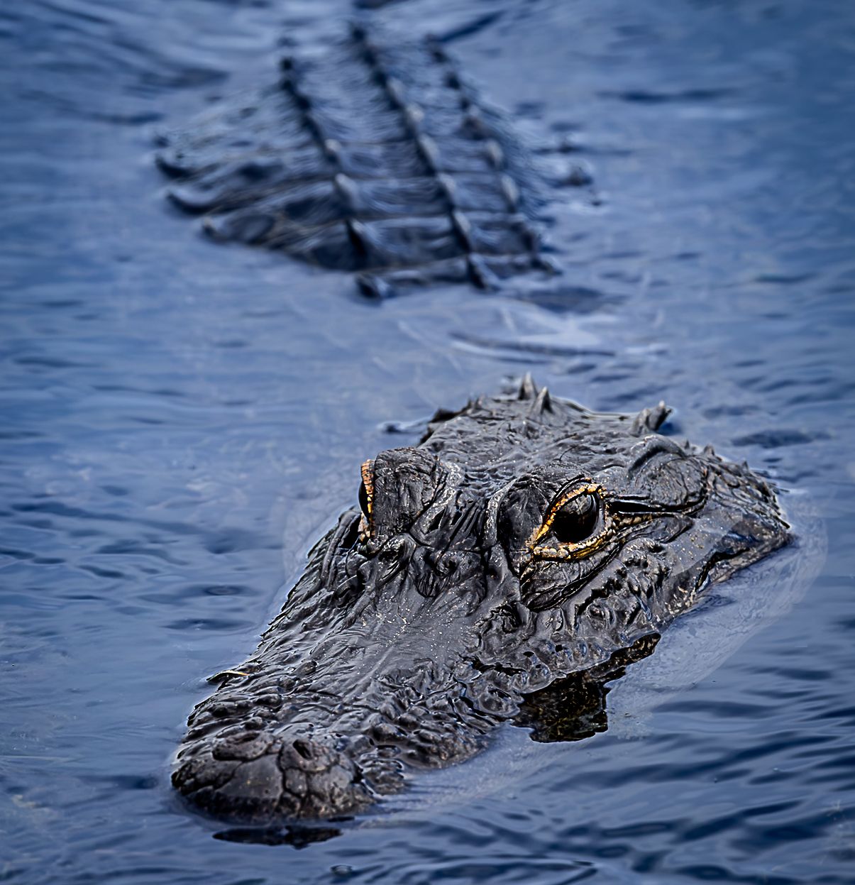 A Florida alligator wading through a pond.