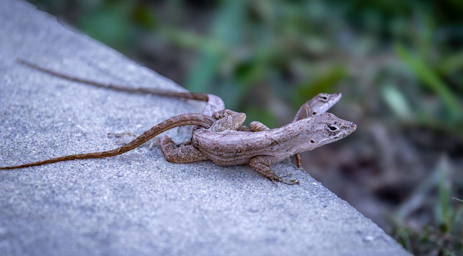 Two brown anoles mating on a concrete ledge beside green foliage.