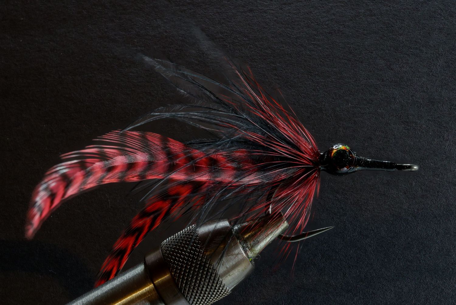 Red-and-black fly
Close-up macro photograph of a hand-tied red and black saltwater fly in a fly-tying vise, showing layered feathers, reflec