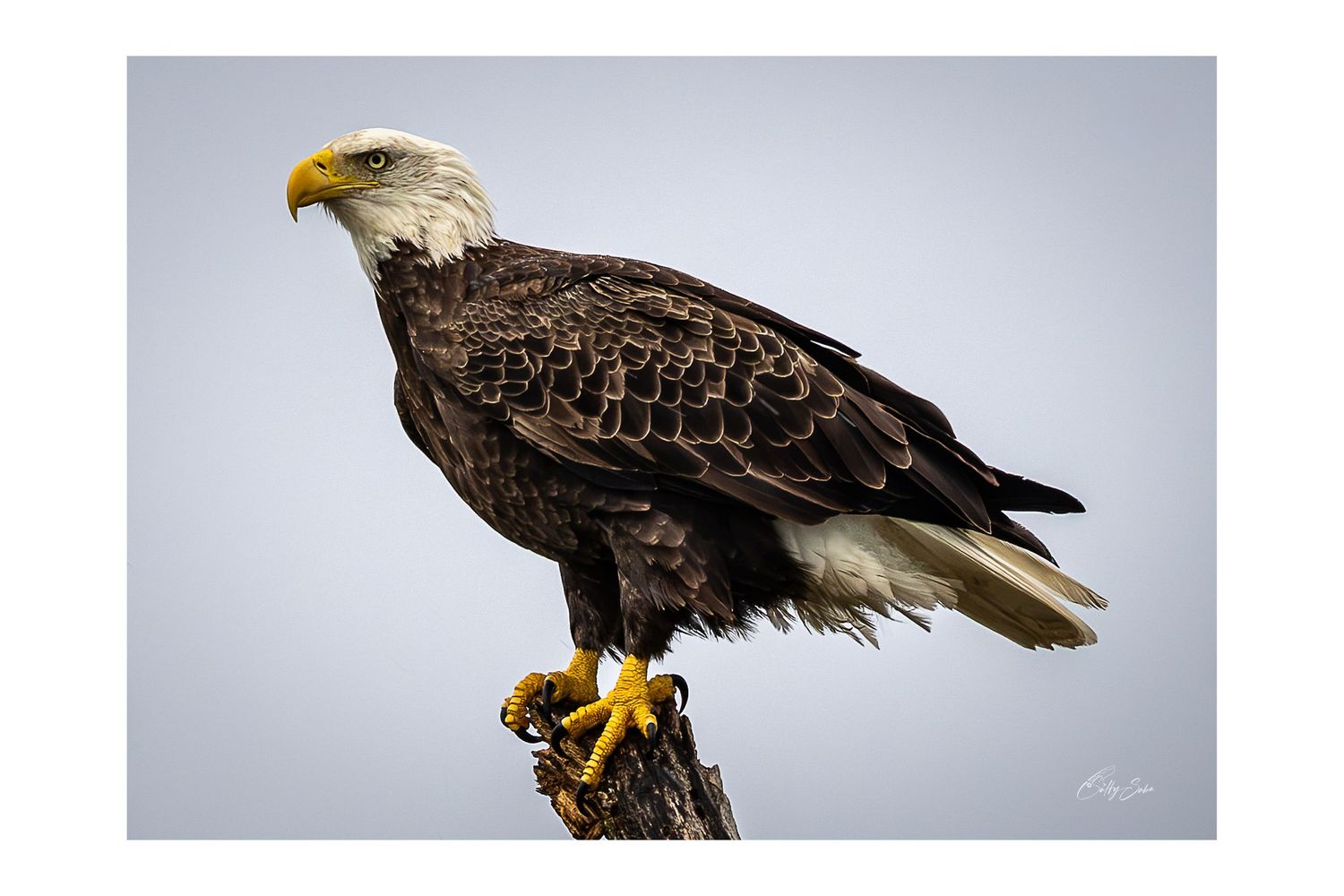 SS-043 — Eagle on Watch