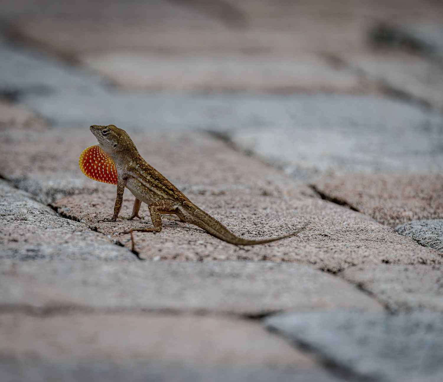 Brown anole displaying its bright orange-red dewlap while standing on stone pavers.