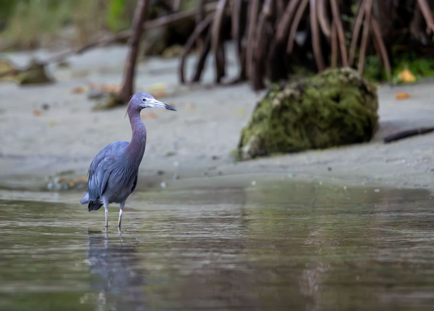 Little blue heron wading through shallow water at Hobo Cove in Kings Bay, Florida.