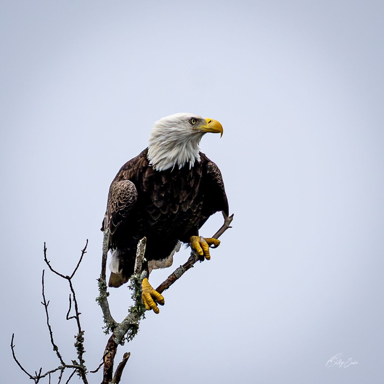 A bald eagle perches among bare branches against a pale blue sky.