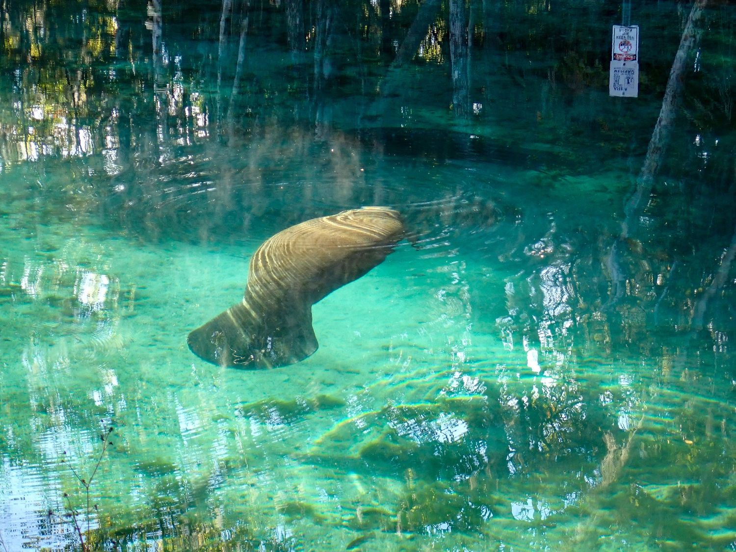 A manatee glides just below clear turquoise spring water beneath tree reflections.