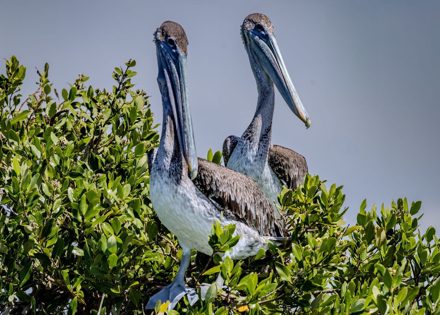 Two brown pelicans stand above a green mangrove canopy against a pale sky.