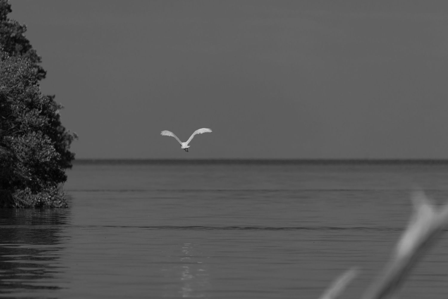 A white wading bird flies over calm water beside mangroves, seen from a boat.