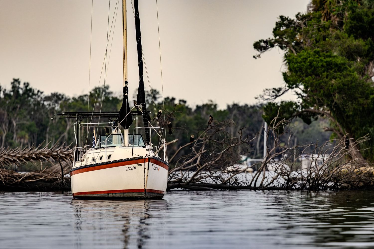 Anchored sailboat resting before a shoreline of fallen trees along Kings Bay, Florida.