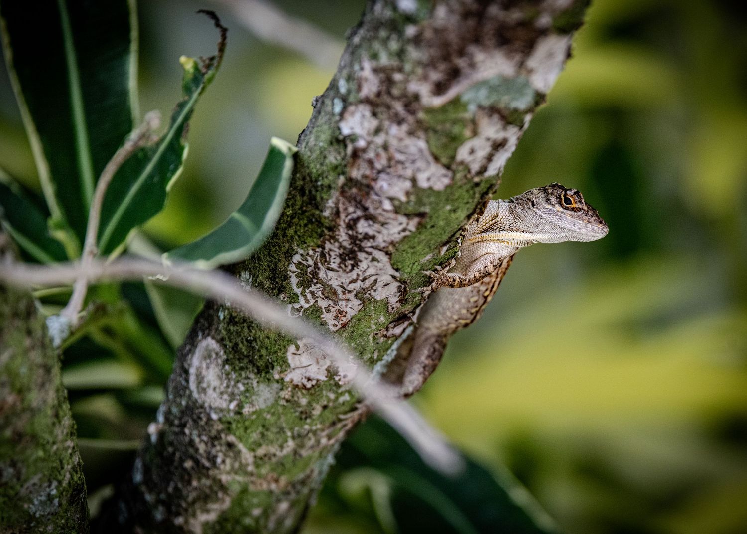 Brown anole peeking around a tree trunk among green leaves.