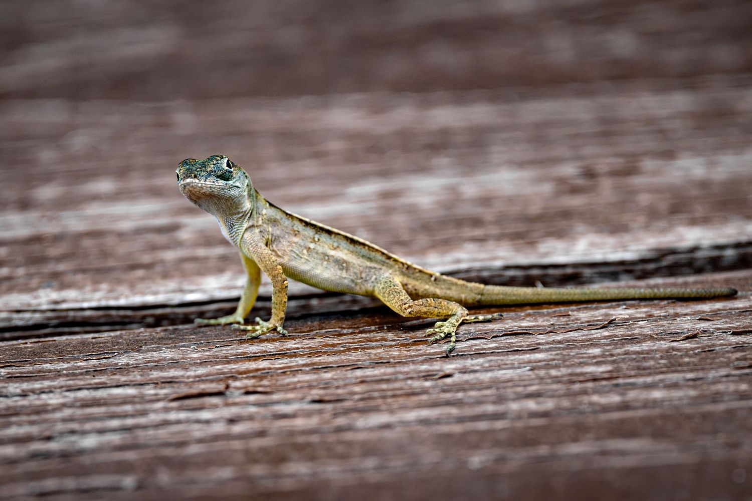 Anole Dock
Green anole standing alert on weathered wooden dock boards.