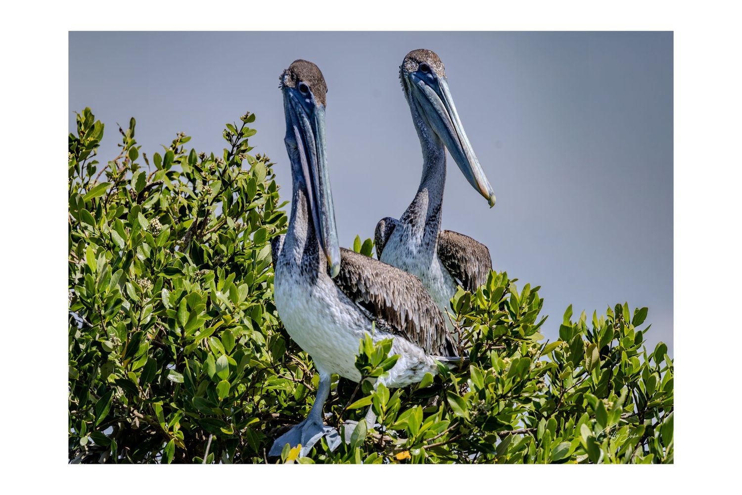 SS-037 — Two at the Rookery