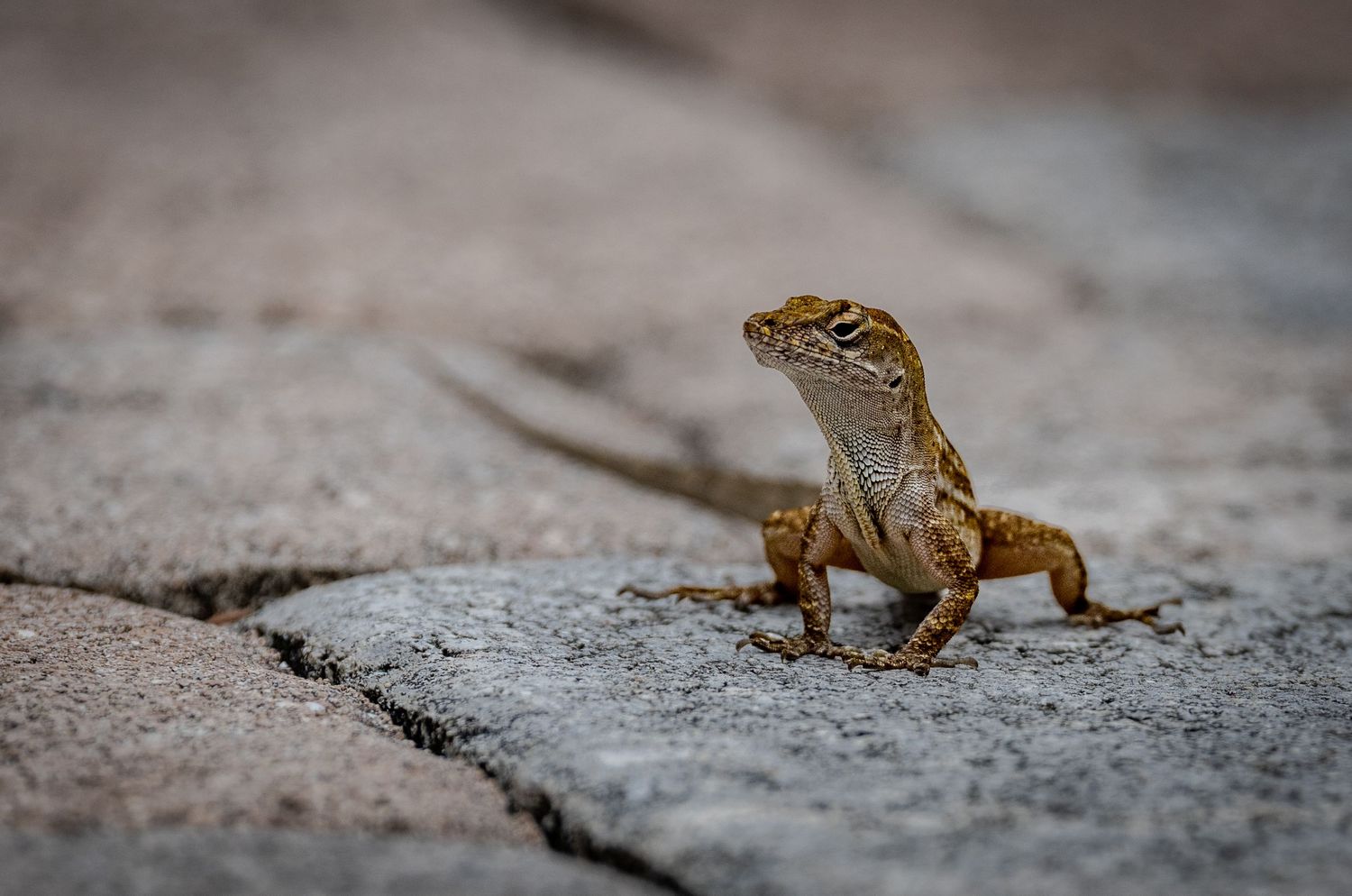 Brown anole standing upright on a weathered concrete surface.