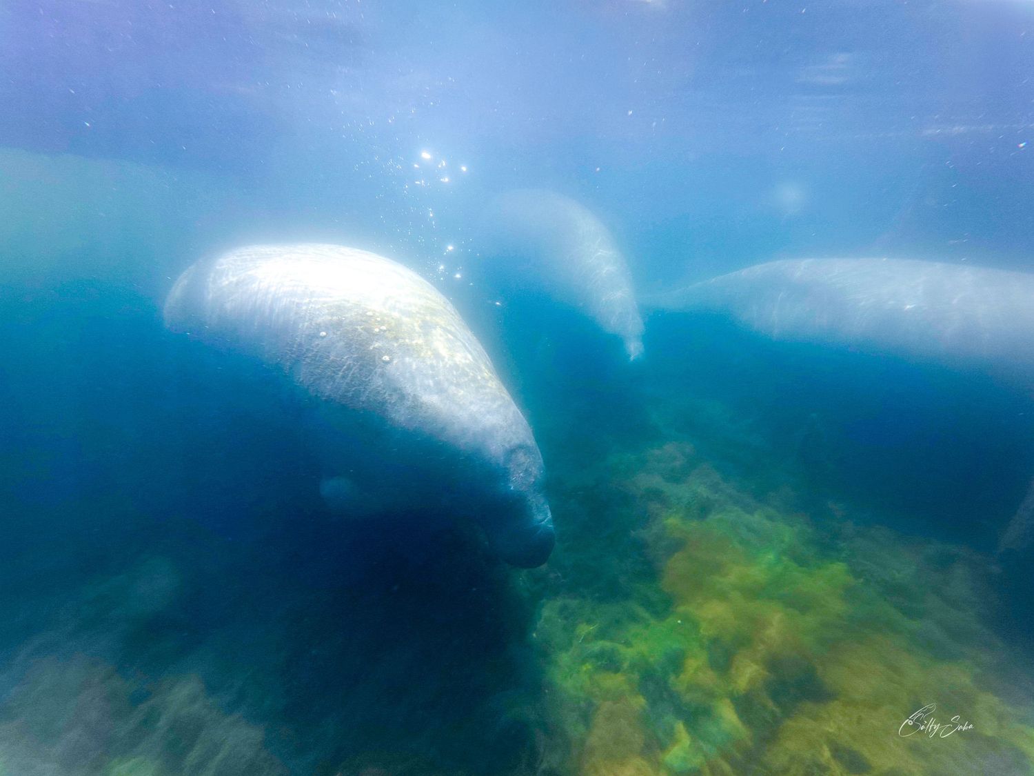An underwater view of a manatee’s rounded face, with other manatees behind it.