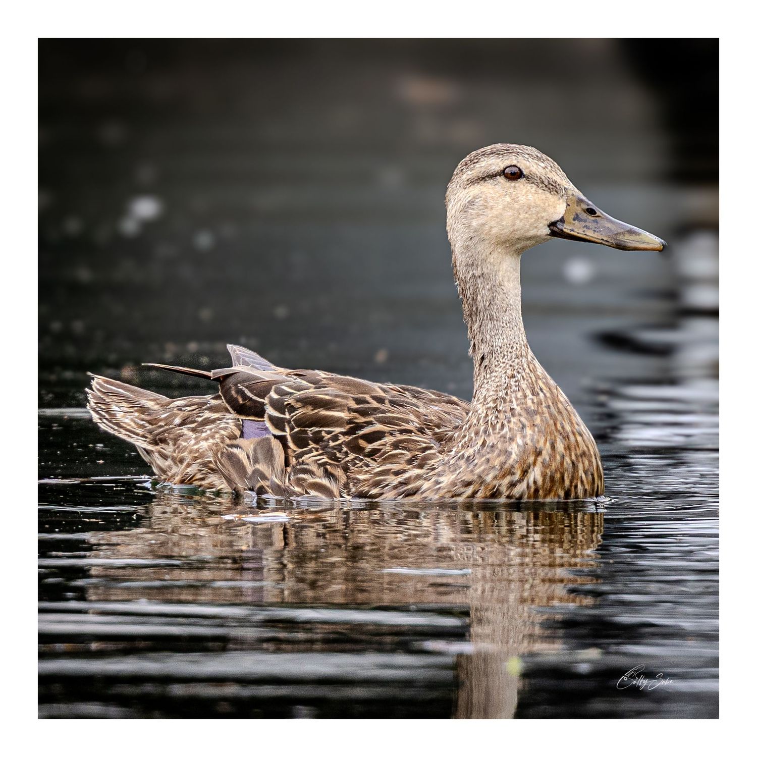 SS-005 — Mottled Duck