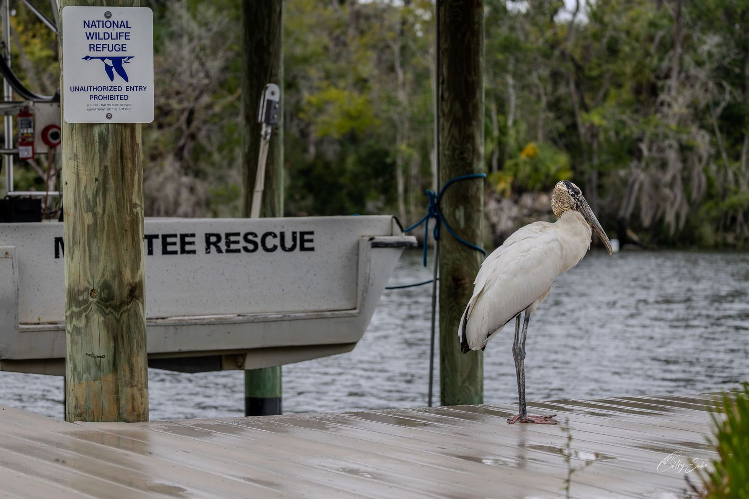 A wood stork stands on a wooden dock beside refuge waters.