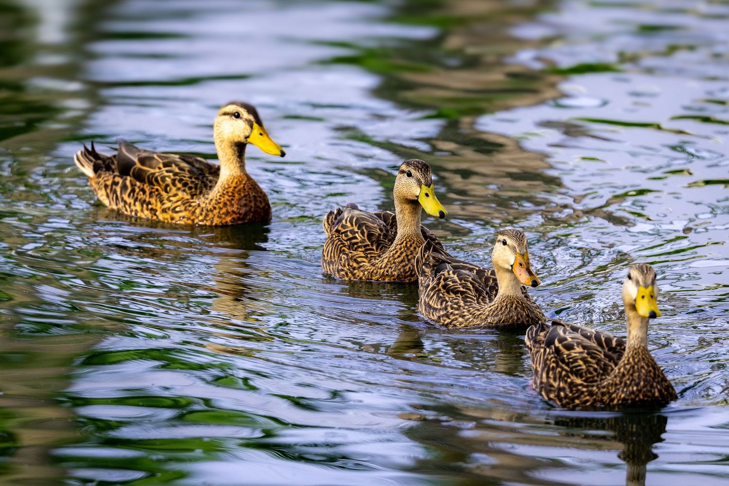Four ducks swimming toward the viewer in a diagonal line across rippled water.