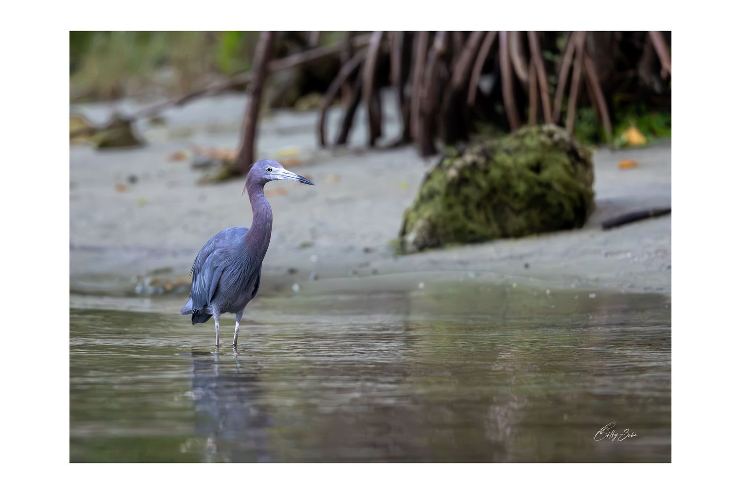 SS-028 — Little Blue Heron Hobo Cove 2