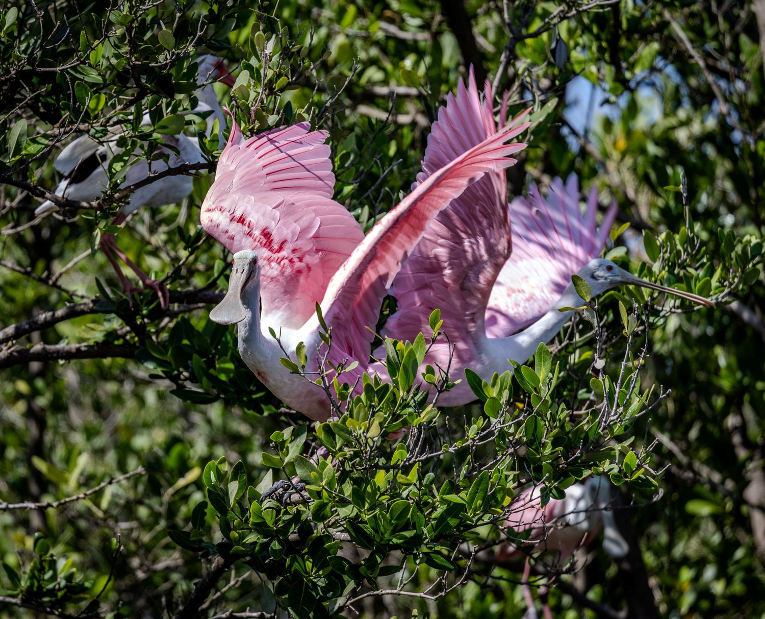 Two roseate spoonbills spread bright pink wings among dense green mangrove branches.