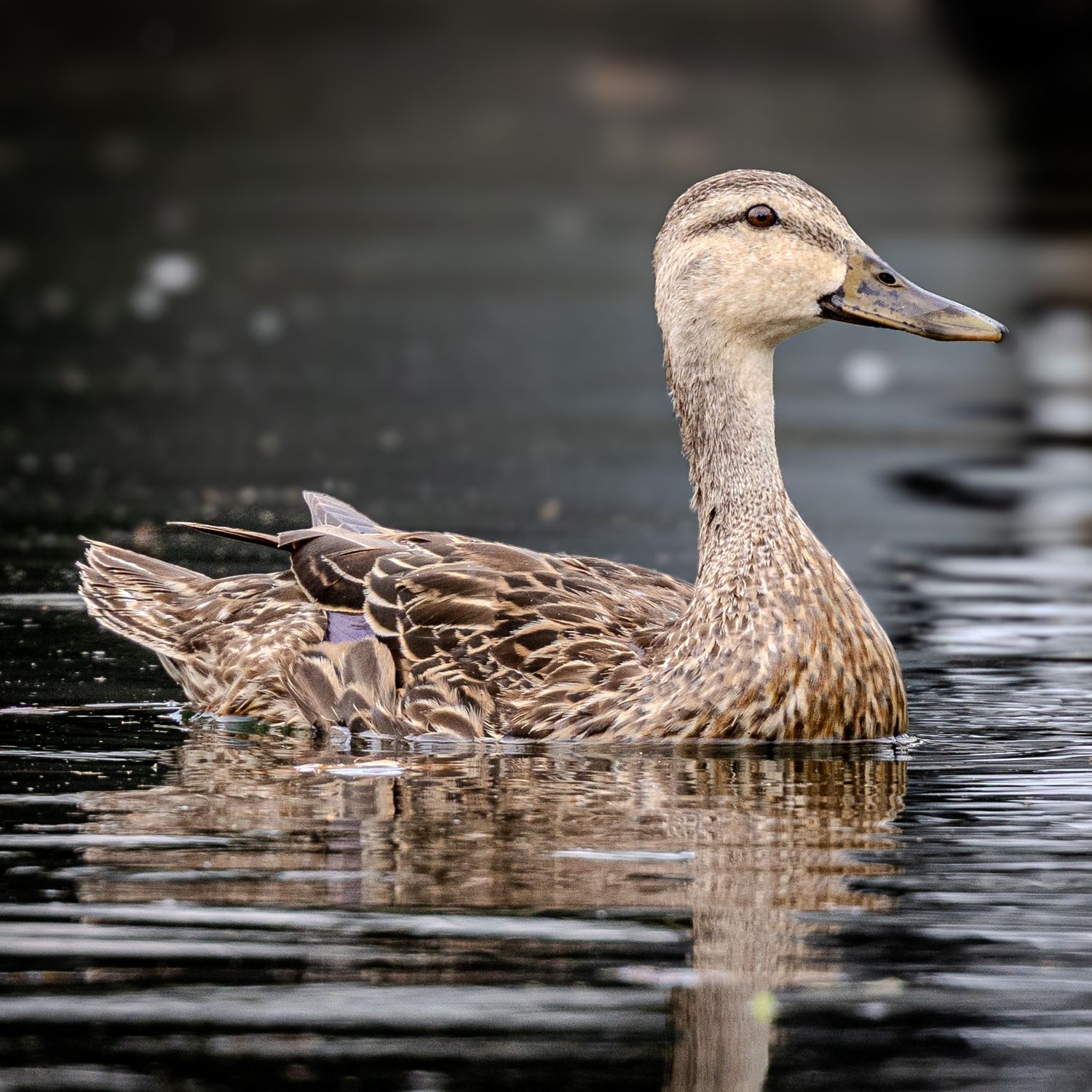 A mottled duck swimming to the right on dark, rippled water.