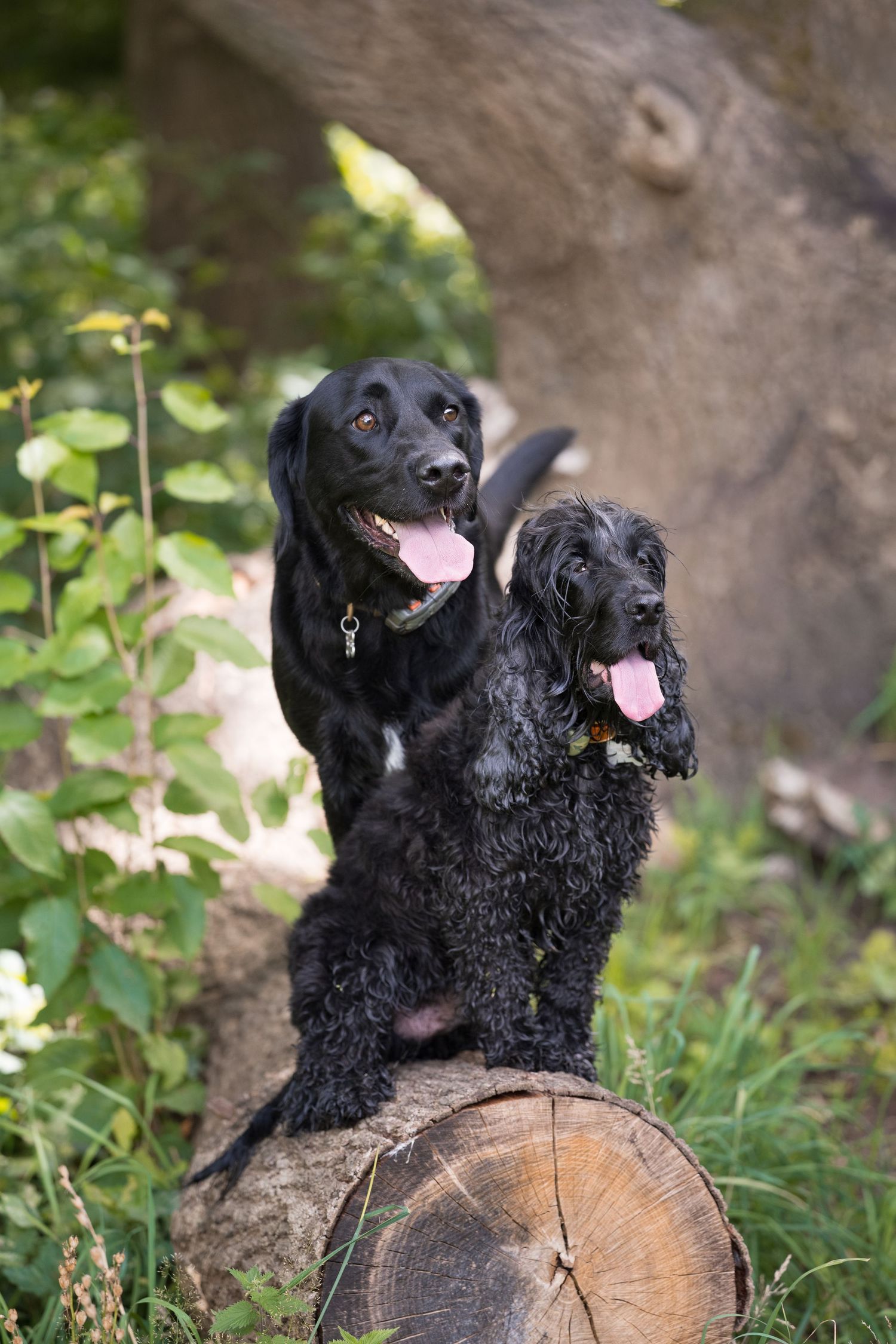 Two black dogs sitting on a tree stump in a lush green woodland setting.