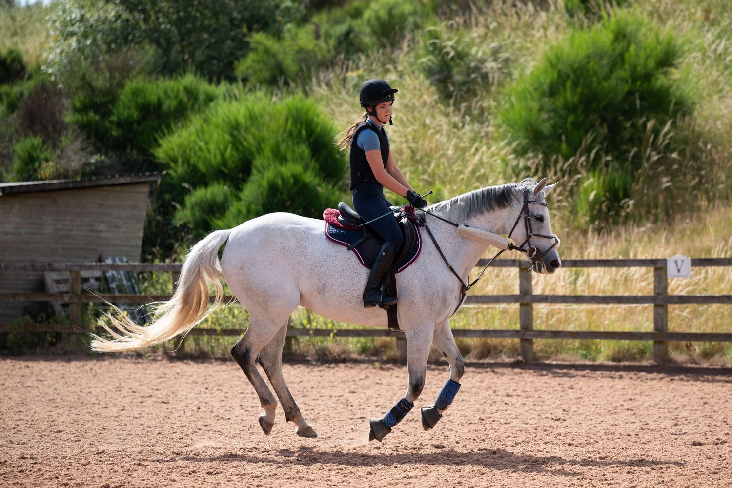 Woman in helmet riding a cantering white grey horse in an outdoor sandy arena with wooden fencing and green trees.