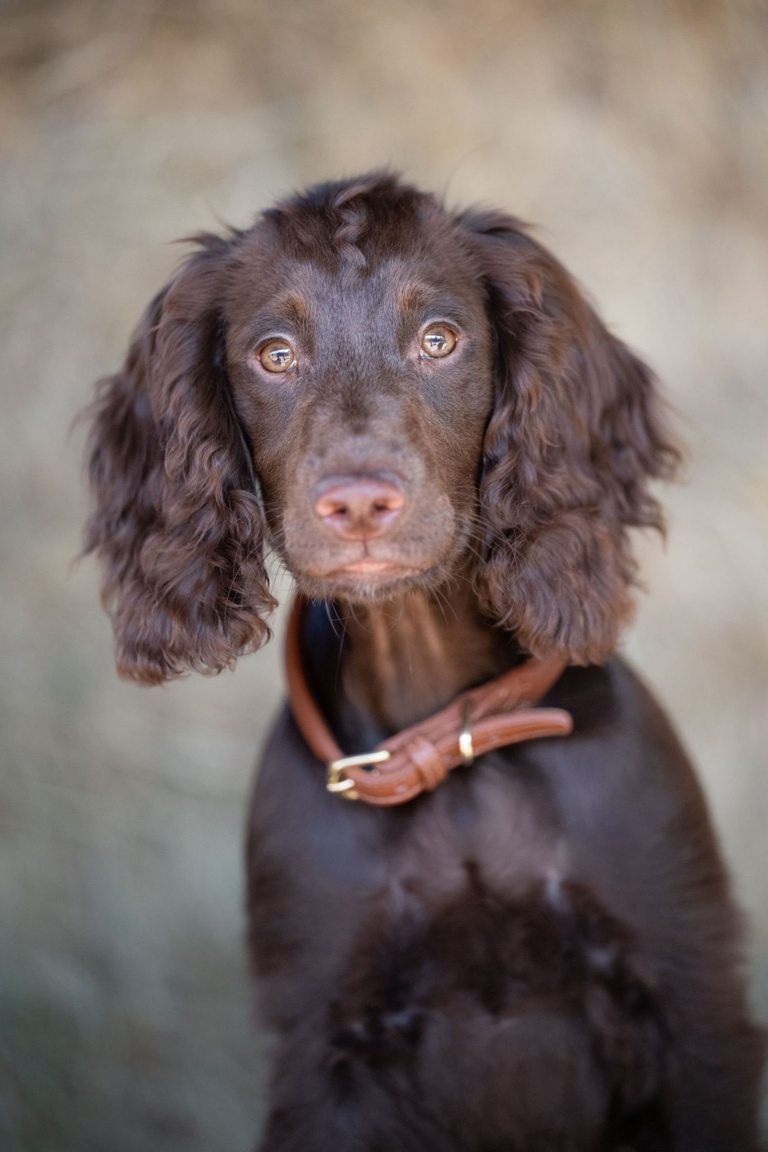 Chocolate brown Cocker Spaniel puppy with soulful eyes wearing a leather collar, sitting and looking at camera.