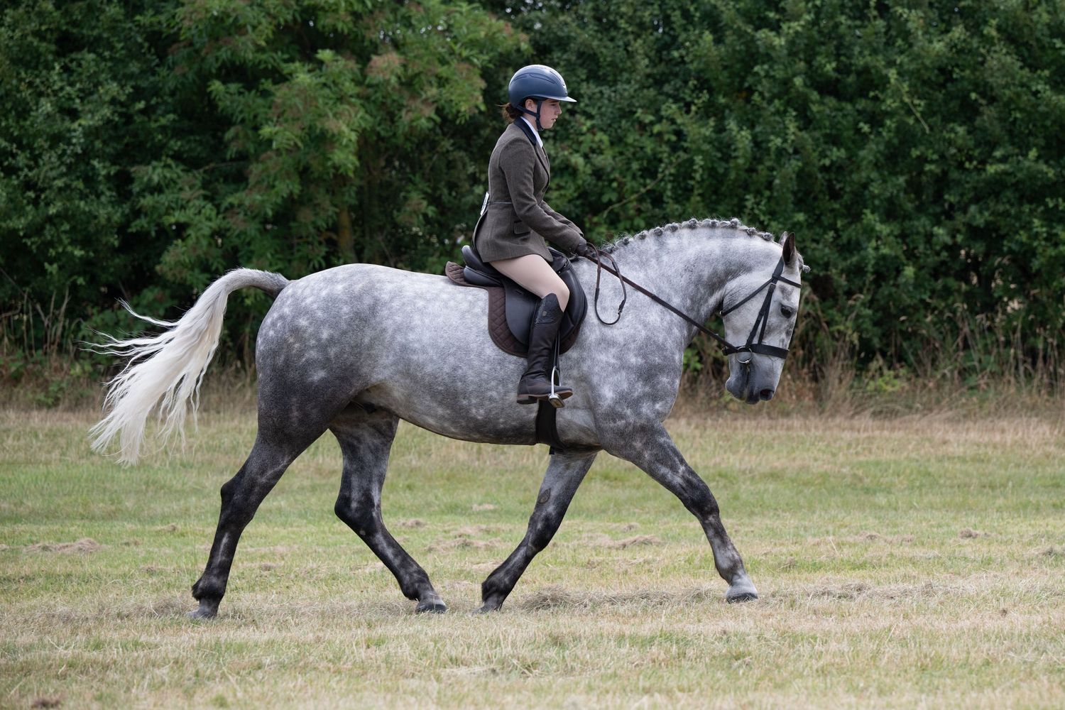 Rider in helmet on dapple grey horse trotting across green field in English equestrian attire.