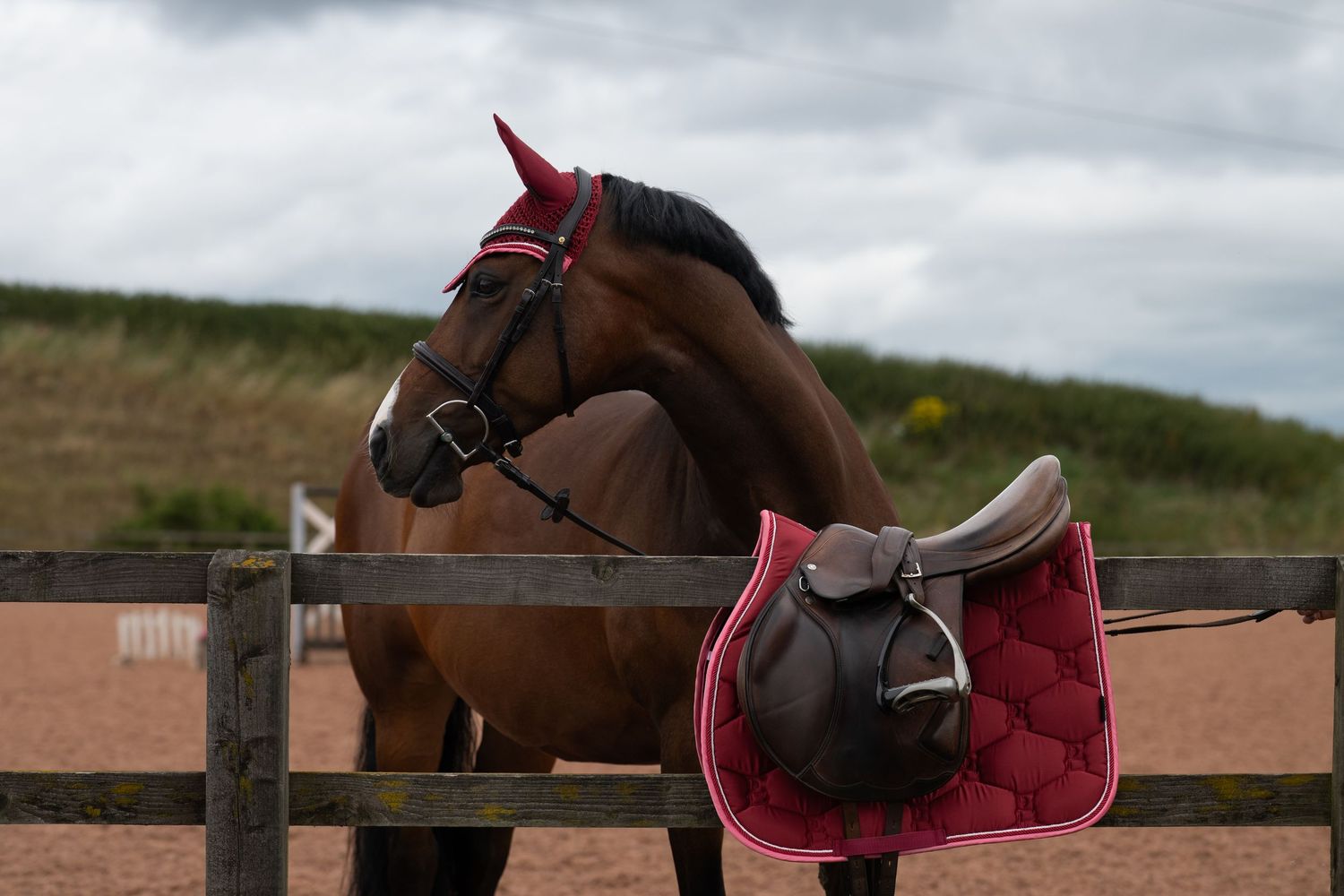 Bay horse with red bridle and fly mask stands by fence with brown saddle and pink saddle pad in outdoor arena.