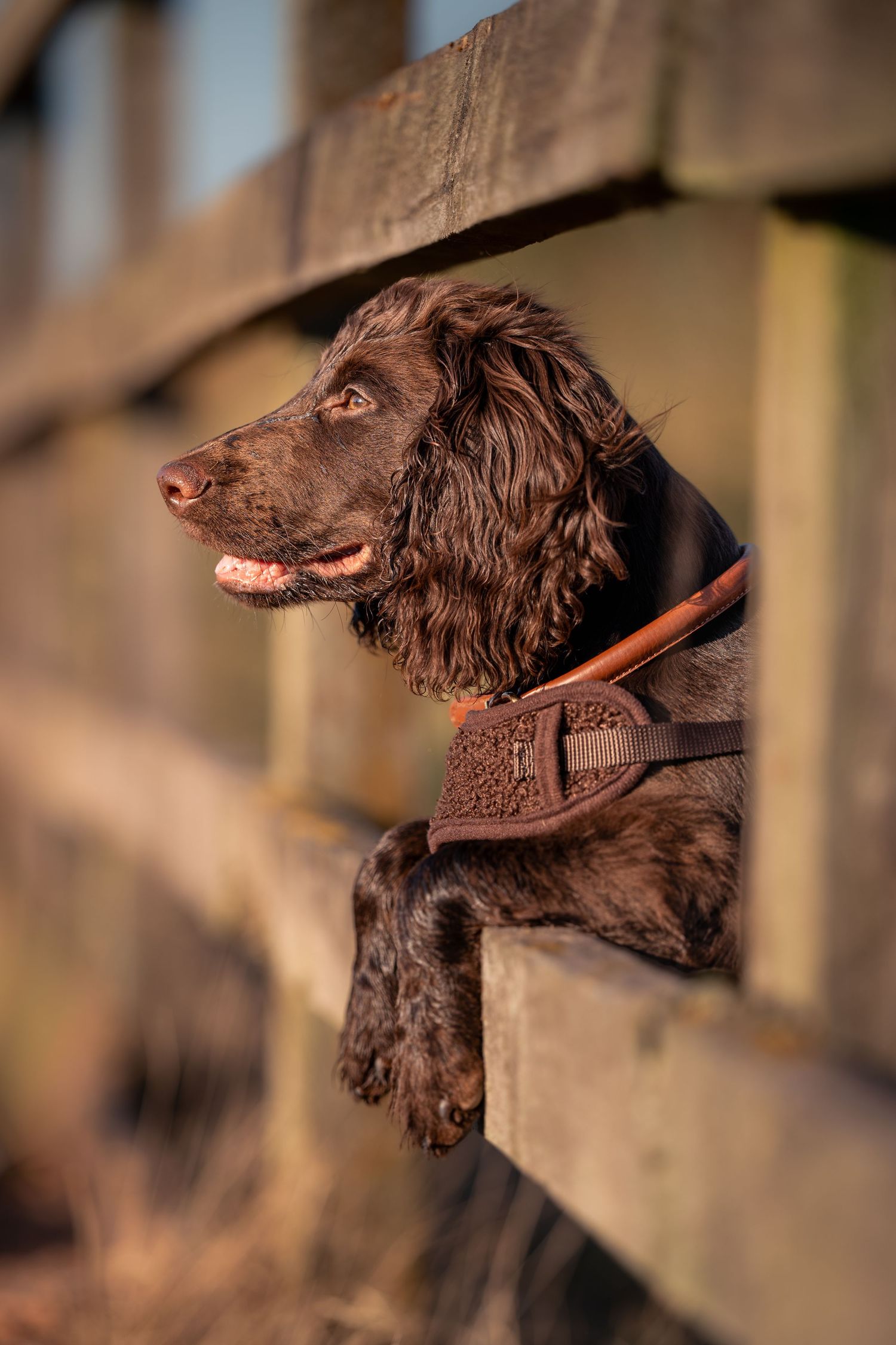 A dark brown Cocker Spaniel with a leather harness peers over a wooden fence, looking alert and curious.