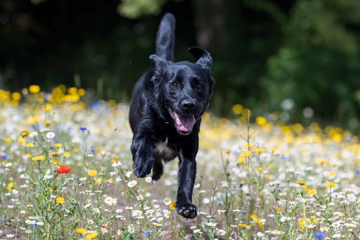 Black Labrador dog running joyfully through a colorful wildflower meadow in summer.