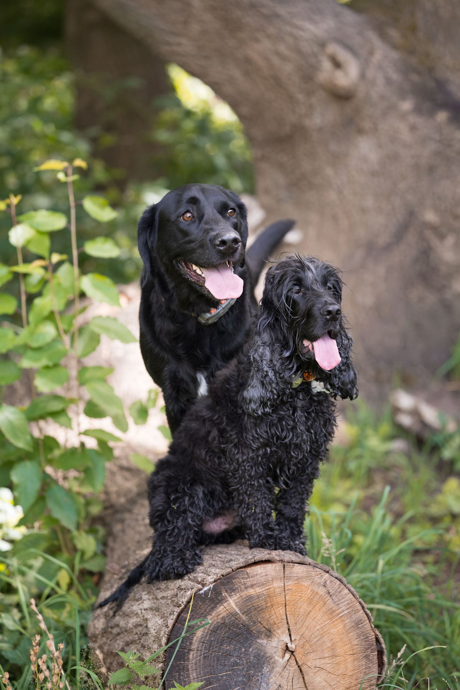 Two dogs, a Labrador goldador and show cocker spaniel posing on top of a cut tree trunk/log