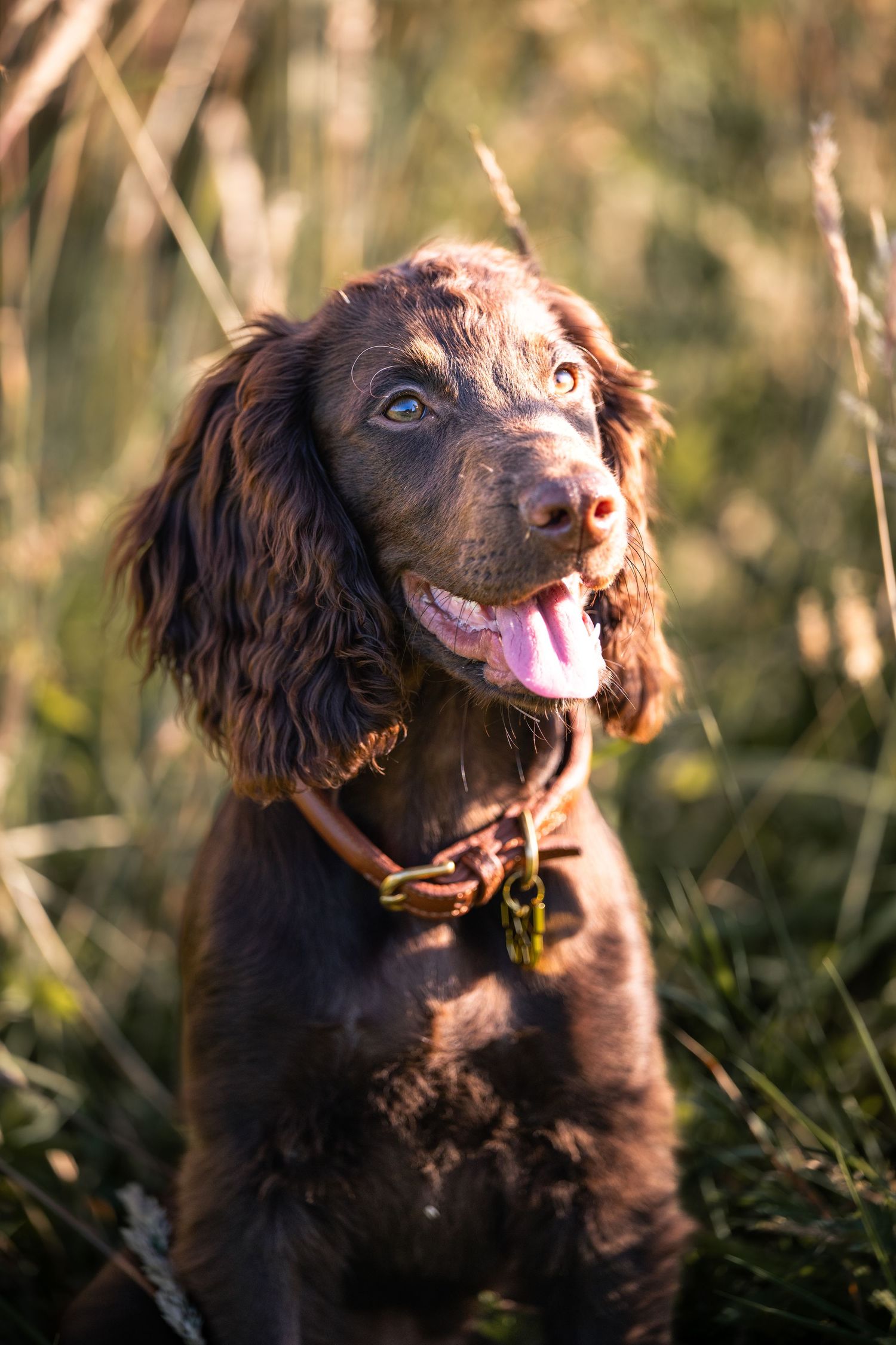 A happy chocolate Cocker Spaniel puppy with blue eyes sits in tall grass, tongue out, wearing a collar.
