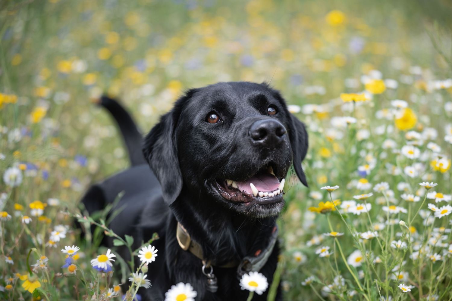 Happy black Labrador dog sitting in a field of white daisies and yellow wildflowers, looking up with mouth open.