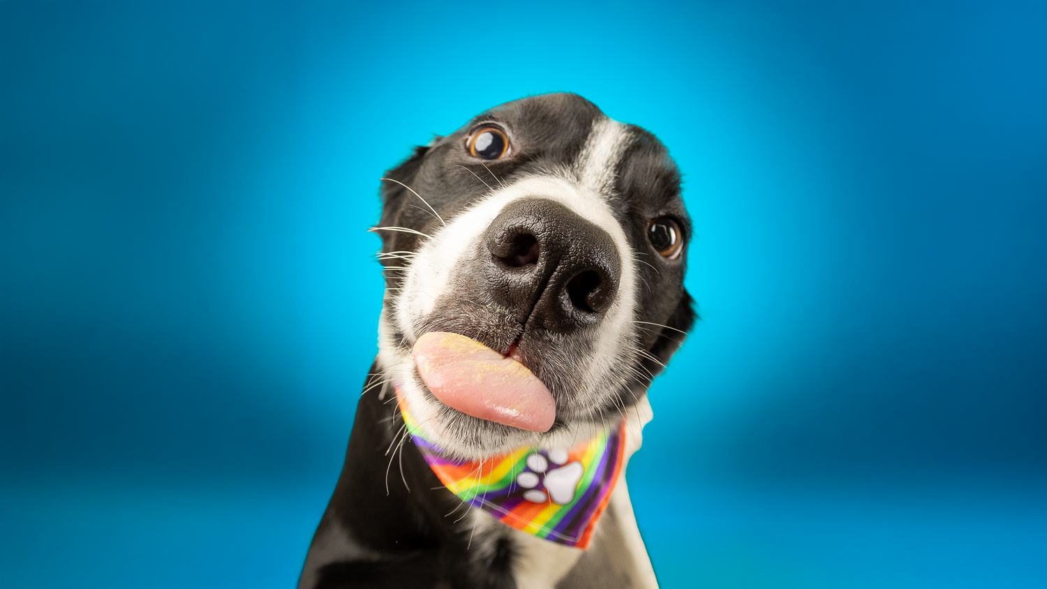 Close-up of a black and white dog with tongue sticking out wearing a colorful bowtie against blue background.