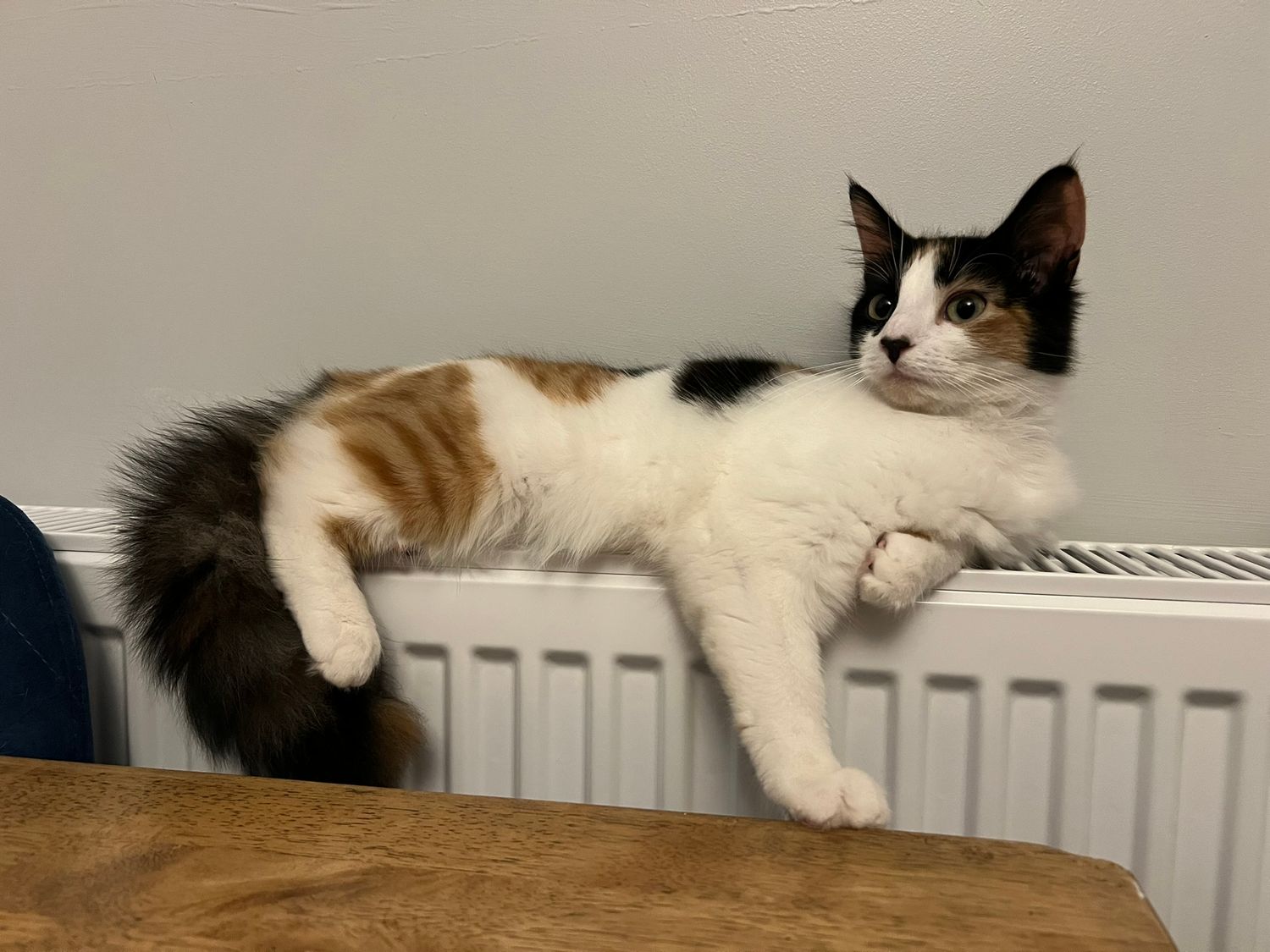 Calico cat lounging on wooden table next to white radiator.