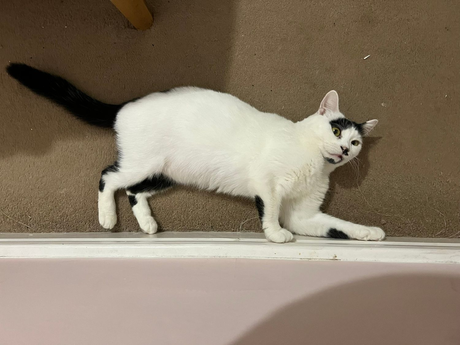 White cat with black tail stretching against a beige wall.