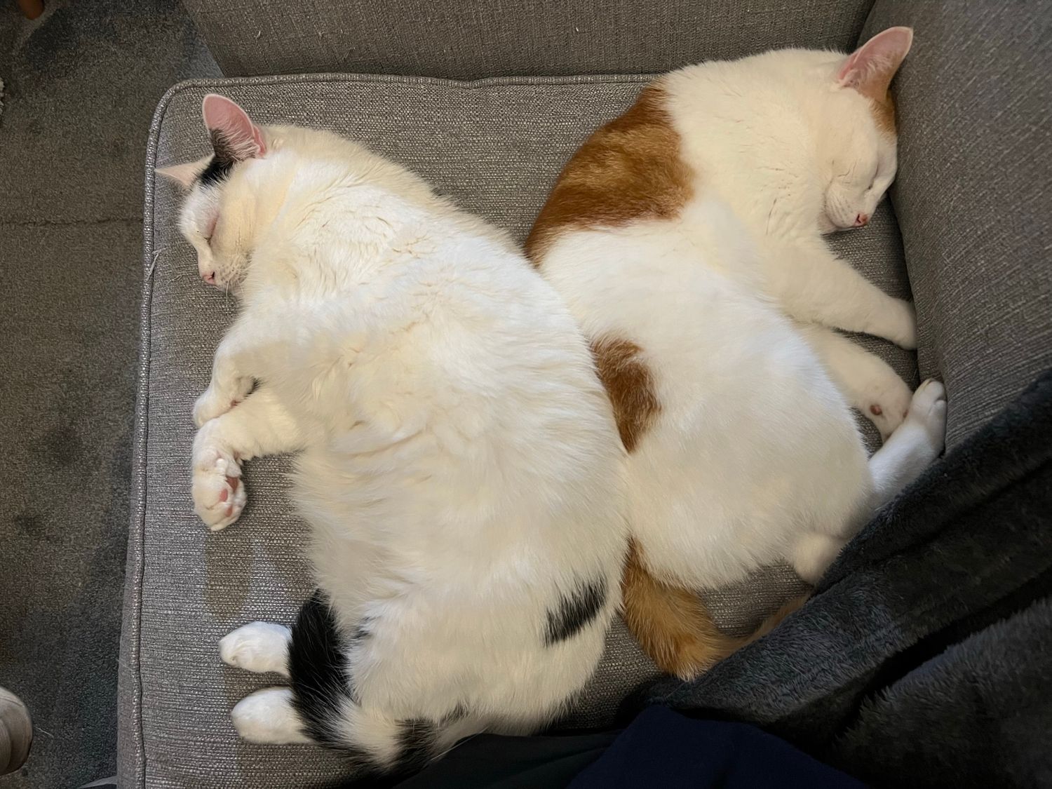Two white and ginger cats sleeping together on a gray couch.