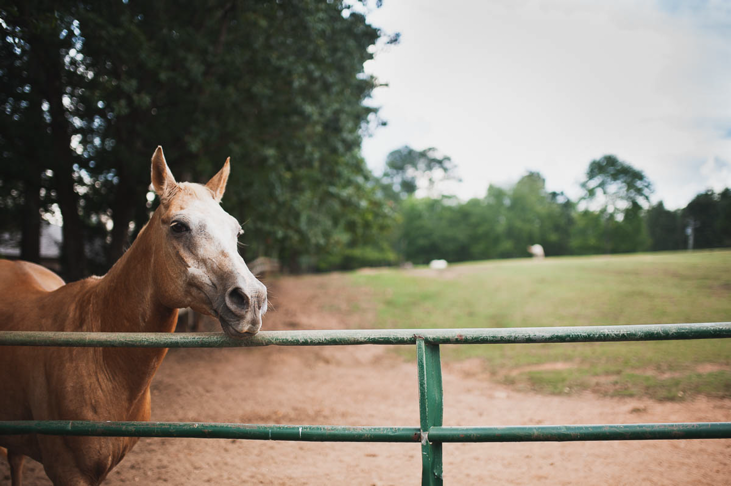 Horse detail photograph during wedding at Polo Club in Northwest Georgia.